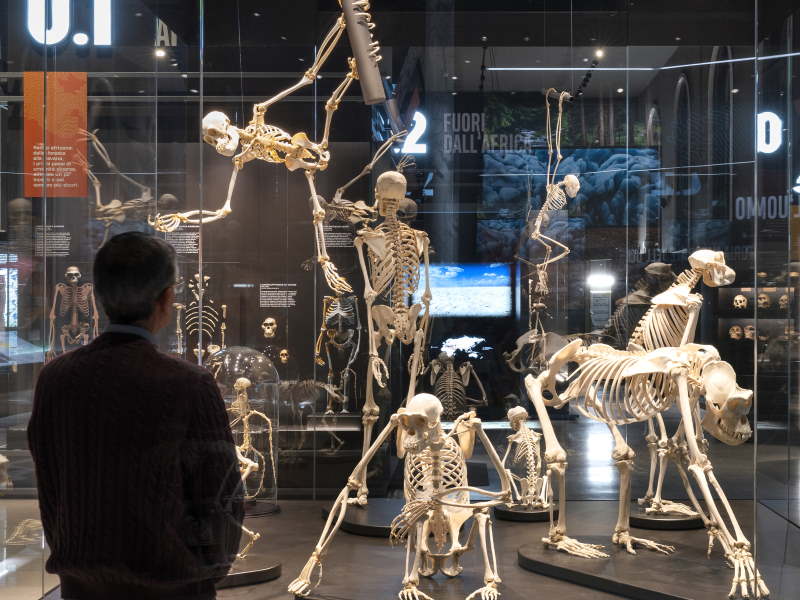 Nuova sala sulla storia dell'evoluzione umana al Museo di Storia Naturale di Milano