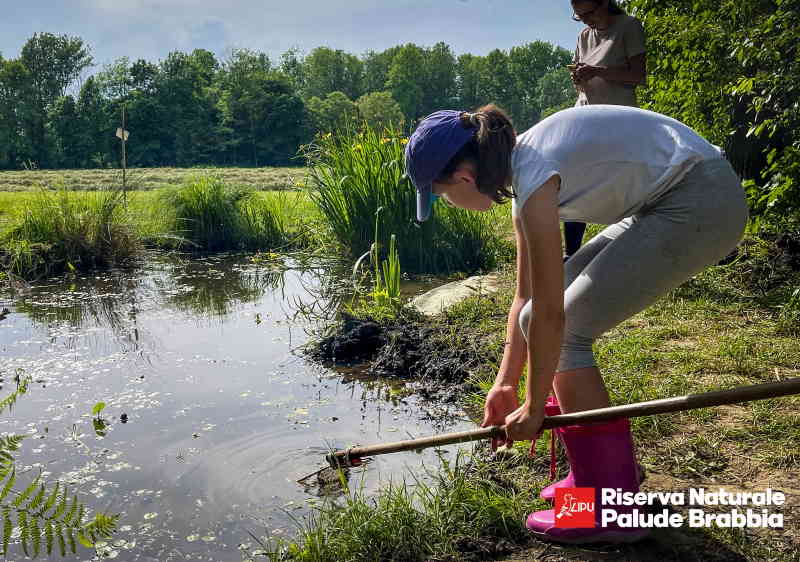 bioblitz palude brabbia