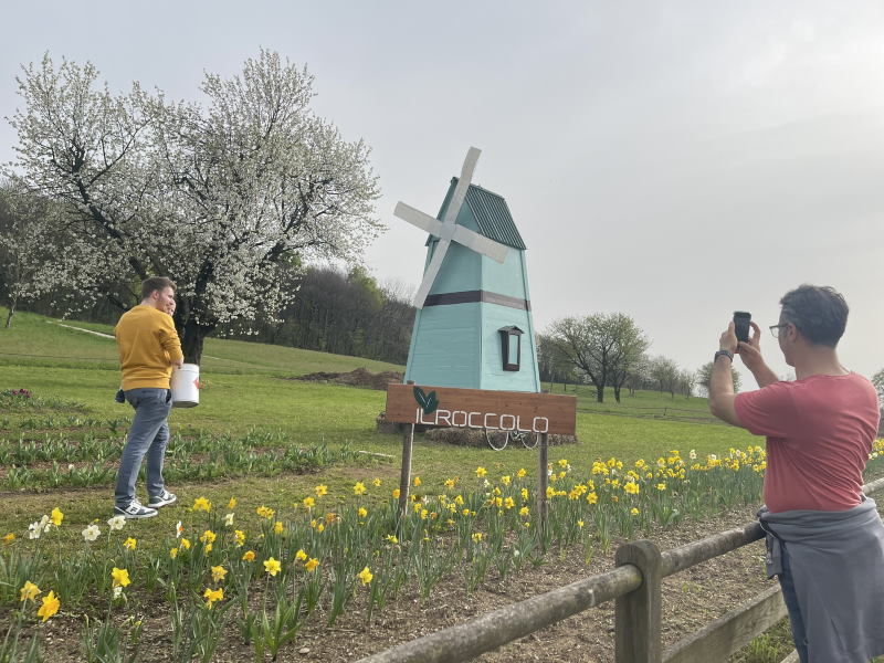 campo di tulipani vegonno varese