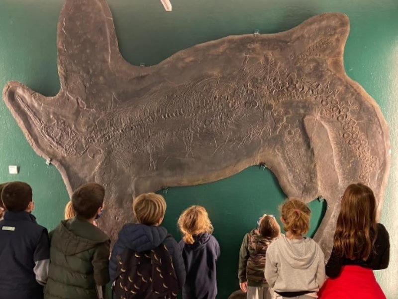 darwin day museo fossili besano