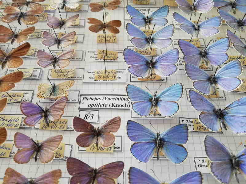 farfalle mirabello primavera