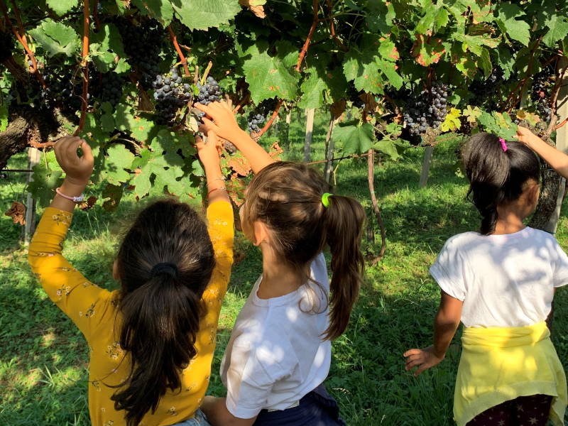 vendemmia pecis apertura