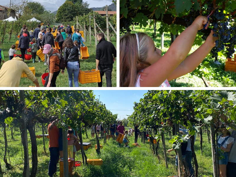 Vendemmia Pecis raccolta