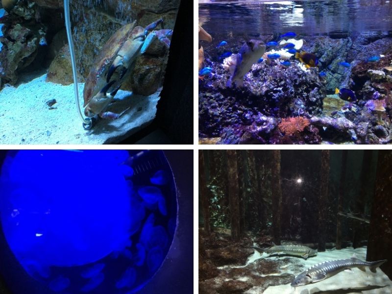 acquario di milano granchio