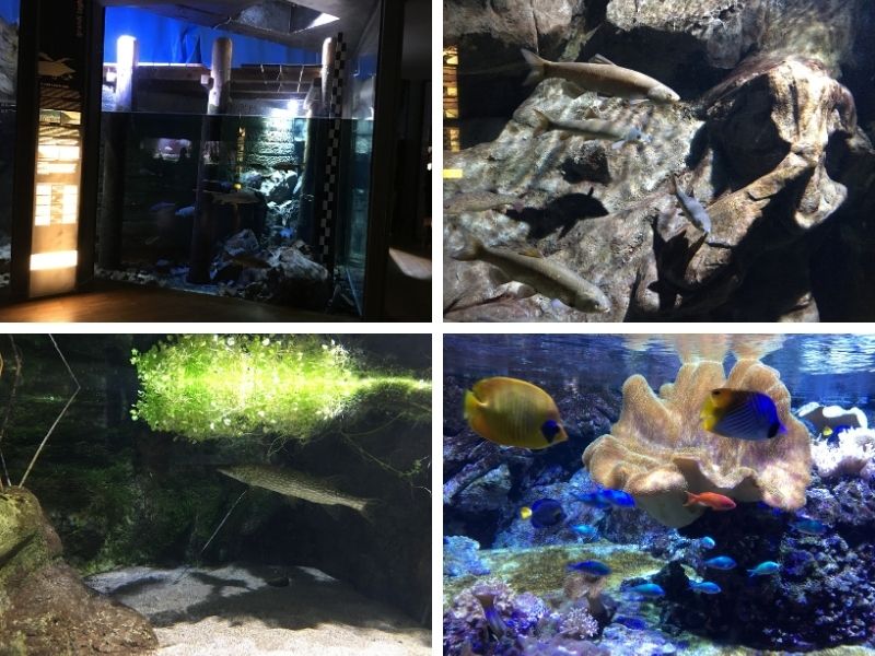 acquario di milano luccio