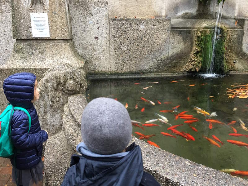 acquario di milano pesci rossi