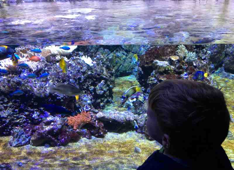 L'Acquario Civico di Milano con i bambini