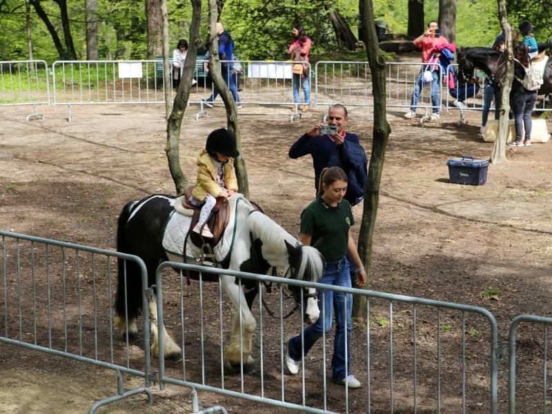 agrivarese pony