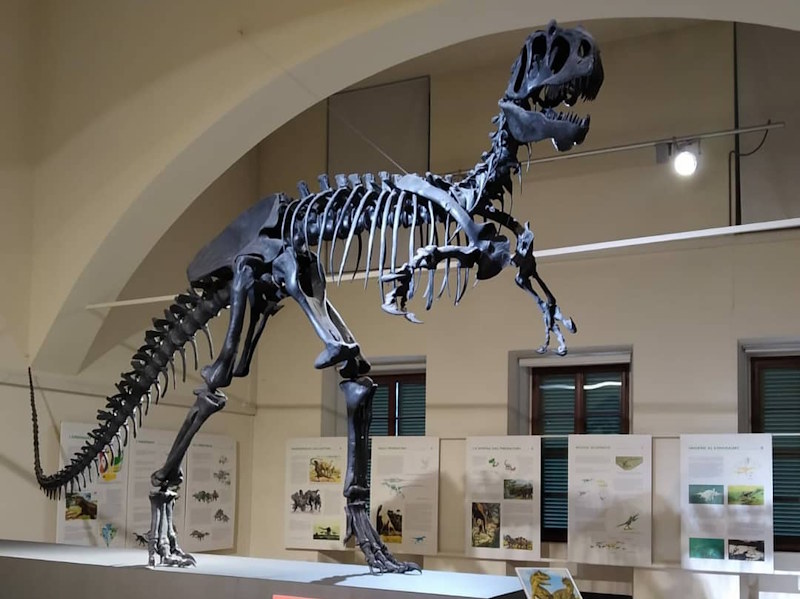 allosauro museo bergamo