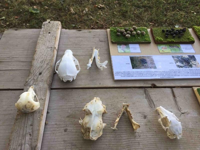 campi estivi natura ossa
