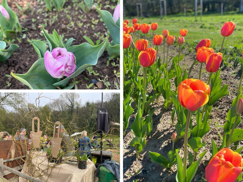 campo tulipani vegonno varese