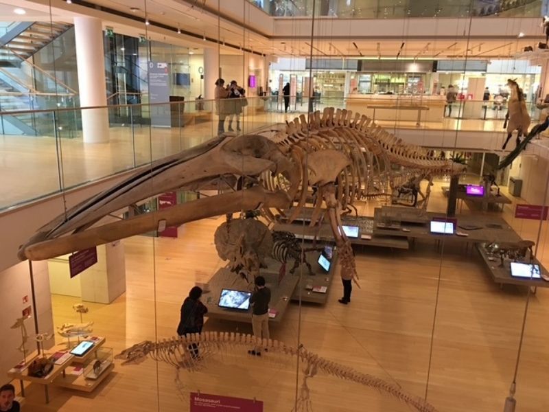 dinosauri muse trento