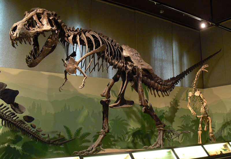dinosauri museo storia naturale milano