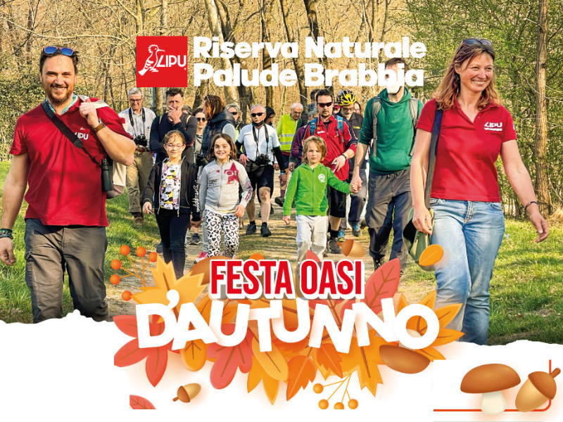 Festa d’autunno alla Palude Brabbia: birdwatching e natura con i bambini