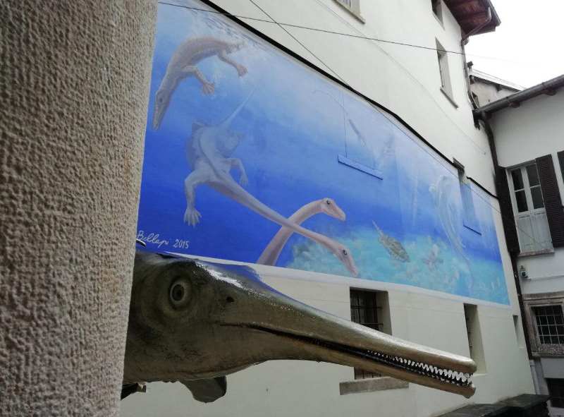 museo fossili besano