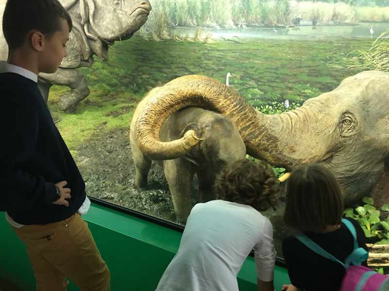 museo scienze naturali milano