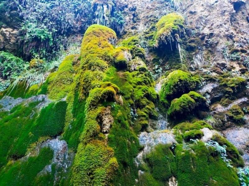 Camminata guidata alle sorgenti pietrificanti di Masciago Primo