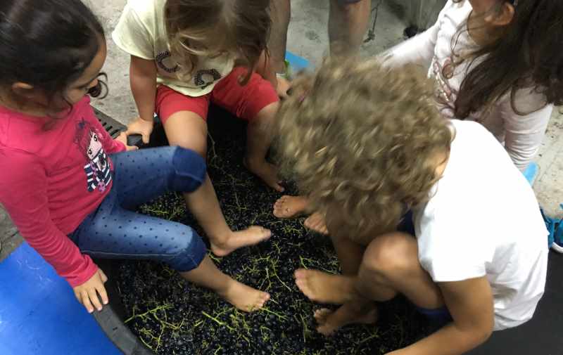 pigiatura uva bambini