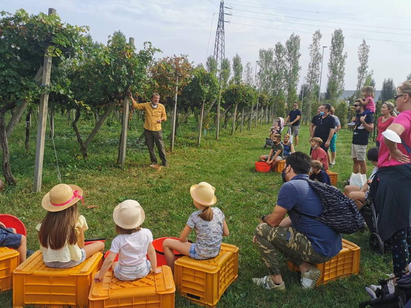 vendemmia pecis spiegazione