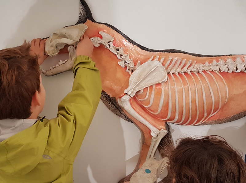 Kosmos: il museo di storia naturale di Pavia 