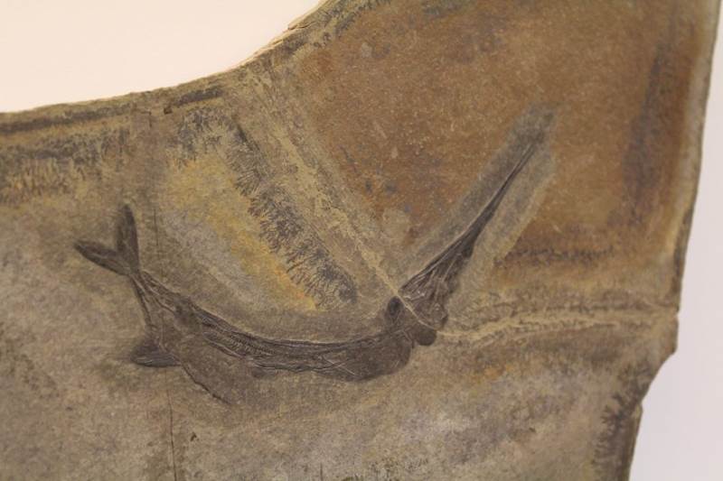 Il Museo Civico dei Fossili di Besano