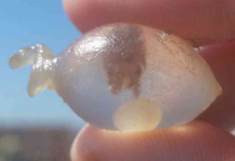 La spiaggia, un mare di tesori per i bambini!