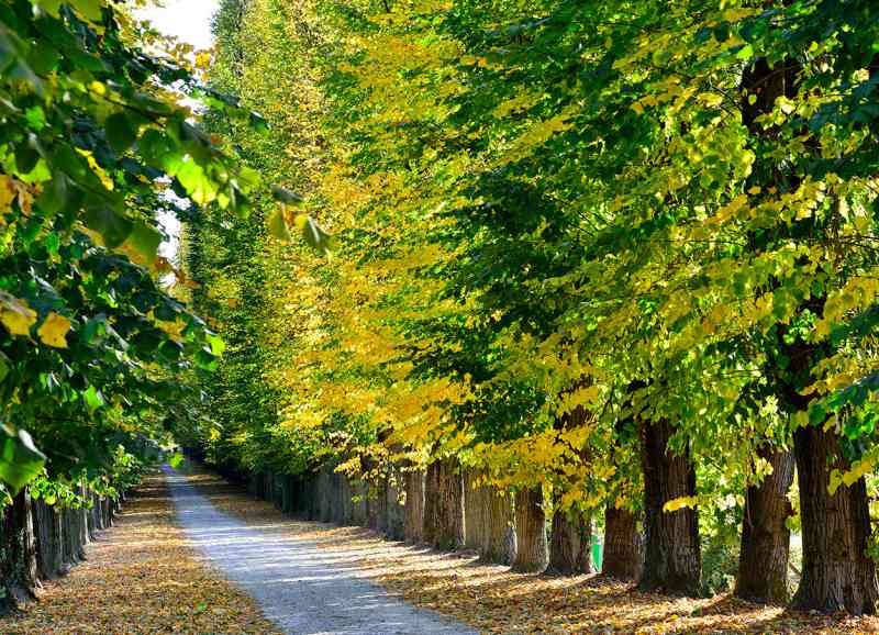 Foliage d’autunno al Parco della Quassa