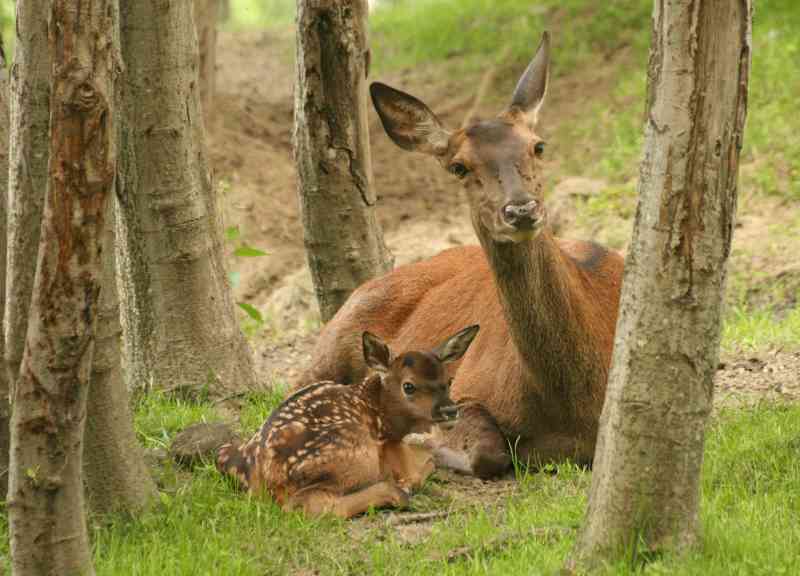 parc animalier di introd