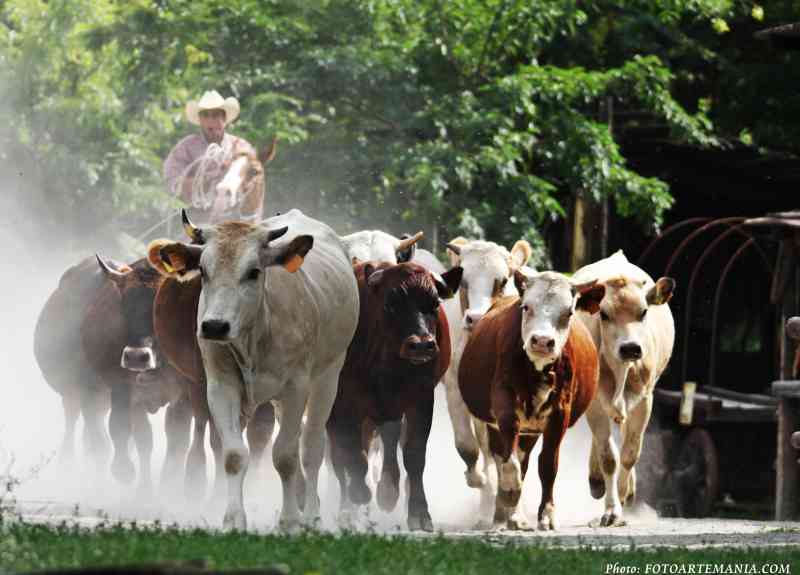 cowboyland voghera