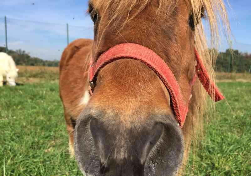 muso cavallo