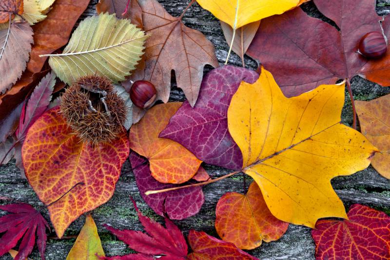 Risultati immagini per foglie d'autunno