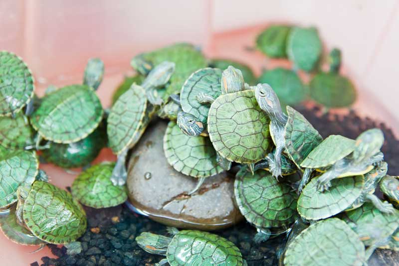 Una tartarughina in casa