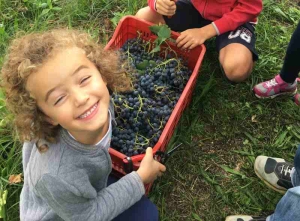 vendemmia albizzate