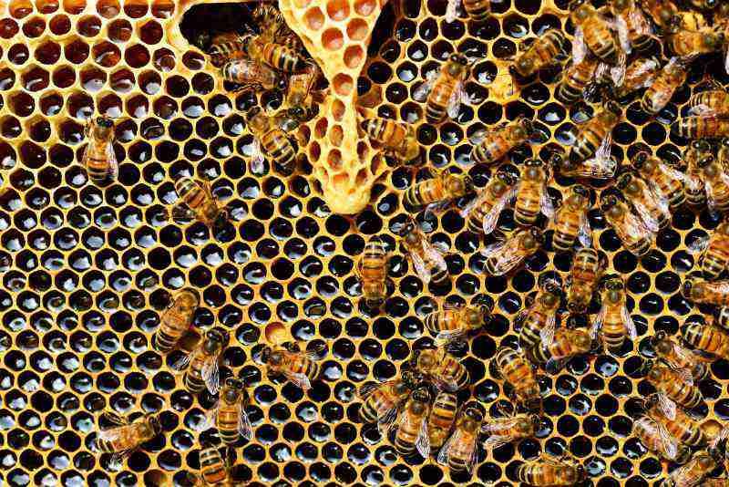 Scopriamo l'apicoltura al Monastero di Torba