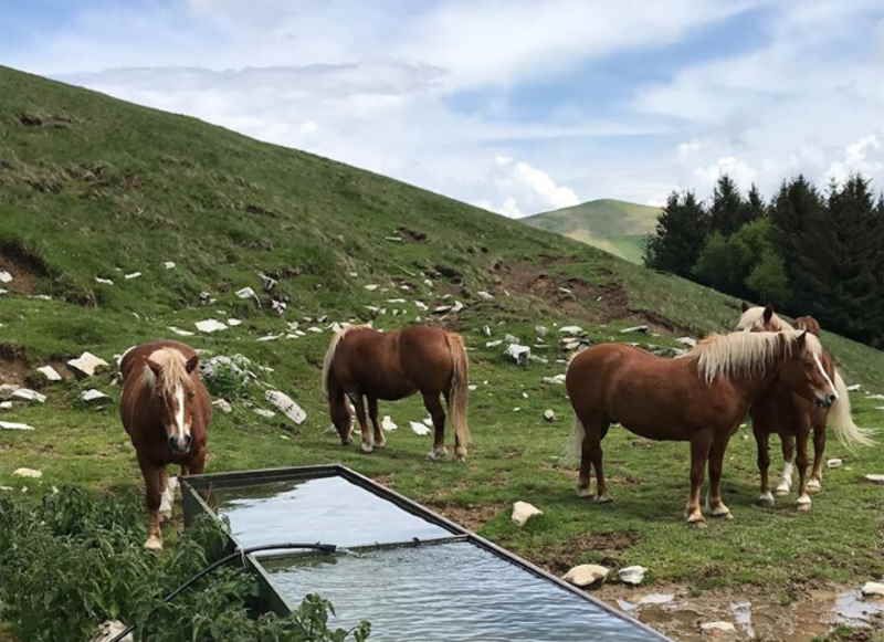 Alla scoperta dei cavalli selvaggi del Monte Bisbino
