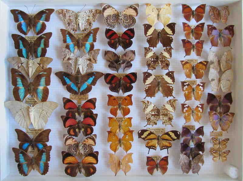 Le farfalle di Villa Mirabello, novità ai Musei Civici di Varese